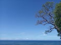 Clear blue sky view background over the ocean horizon. With tree on the beach. Copy space Royalty Free Stock Photo