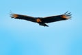 Blue sky, vulture flying above the tree in Costa Rica tropic forest. Ugly black bird Black Vulture, Coragyps atratus, bird in the Royalty Free Stock Photo