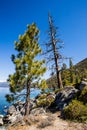 Tall Trees Blue sky and water Lake Tahoe Rubicon Trail