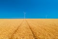 Blue sky and golden wheat field with wind turbines generating electricity Royalty Free Stock Photo