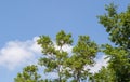 Blue sky, white cloud and green tree tops Royalty Free Stock Photo