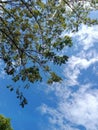 Blue sky white cloud with nice tree Royalty Free Stock Photo