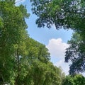 Blue sky white cloud between neem trees