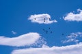 Blue sky with white clouds against which a flock of birds flies, background Royalty Free Stock Photo