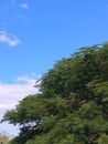 Blue sky, white clouds, green tree