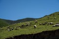 With blue sky, white clouds and lake water, Qinghai Lake in China has horses, sheep and cattle on the grassland