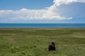 With blue sky, white clouds and lake water, Qinghai Lake in China has horses, sheep and cattle on the grassland.