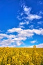 Blue sky with white clouds over a yellow rapeseed field Royalty Free Stock Photo