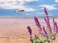 Blue sky white clouds  summer  beach sand  clear sea water wave seagull  sunny day seascape tropica pink flowers l plant green  le Royalty Free Stock Photo