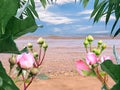 Blue sky white clouds  summer  beach sand  clear sea water wave seagull  sunny day seascape tropica pink flowers l plant green  le Royalty Free Stock Photo