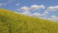 Yellow flowerfield blue sky and white clouds on the background Royalty Free Stock Photo