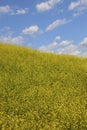 Yellow flowerfield in a view with blue sky and white clouds Royalty Free Stock Photo