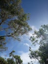 Blue Sky with White Clouds and Tall Trees in the Foreground Royalty Free Stock Photo