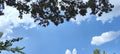 Blue sky with white clouds and tree branches.