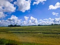Blue sky with white clouds, yellow and green field. Summer. A good background for everything Royalty Free Stock Photo
