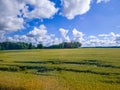 Blue sky with white clouds, yellow and green field. Summer. A good background for everything Royalty Free Stock Photo