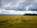 Blue sky with white clouds, yellow and green field. Summer. A good background for everything Royalty Free Stock Photo