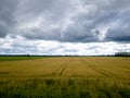 Blue sky with white clouds, yellow and green field. Summer. A good background for everything Royalty Free Stock Photo