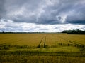 Blue sky with white clouds, yellow and green field. Summer. A good background for everything Royalty Free Stock Photo