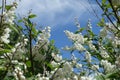 Blue sky and white flowers of double Deutzia crenata Royalty Free Stock Photo