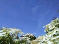 Blue sky and white flowers forest
