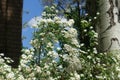 Blue sky and white flowers of Van Houtte Spirea Royalty Free Stock Photo