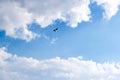 Blue sky with white fluffy cloud with a bird flying in the sky. Royalty Free Stock Photo