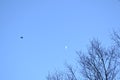 Blue sky with white moon. Evening sky. Branches of trees. Bird flying in the sky.