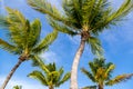 Blue sky with white sand and palm beach in Key West Royalty Free Stock Photo