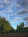 Wispy clouds with pine tree landscape. Copy space.