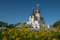 Blue sky, yellow field, white temple. Orthodox church with golden domes in the middle of a field of yellow flowers