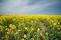 Blue sky and yellow flowering in Bulgaria Royalty Free Stock Photo