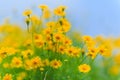 Blue Sky and Yellow Flowers Royalty Free Stock Photo