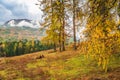 Autumn golden forest in Xinjiang Royalty Free Stock Photo