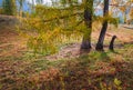 Autumn golden forest in Xinjiang Royalty Free Stock Photo