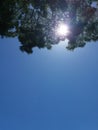 blue skylight with tree