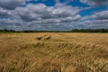 A blue, slightly cloudy sky over a grain field.