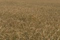 A blue, slightly cloudy sky over a grain field.