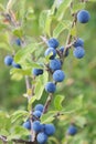 Blue sloes on a branch Royalty Free Stock Photo