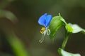 Blue small flower