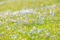 Blue small flowers in the meadow, forget-me-not on the green grass background. Floral summer spring flower background. Royalty Free Stock Photo