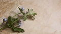 Blue small flowers and old faded paper