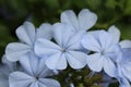 Blue small Flowers Royalty Free Stock Photo