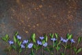 Blue small flowers on a rusty surface. Texture of rust Royalty Free Stock Photo