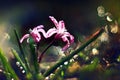 Blue small flowers snowdrops, spring landscape Royalty Free Stock Photo