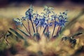 Blue small flowers snowdrops, spring landscape Royalty Free Stock Photo
