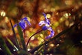 Blue small flowers snowdrops, spring landscape Royalty Free Stock Photo