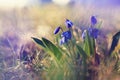 Blue small flowers snowdrops, spring landscape Royalty Free Stock Photo