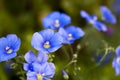 Blue small linseed flax flower close up with green background