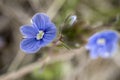 Blue small wild flowers in spring. Beautiful blue flowers Veronica officinalis. Closeup. Macro